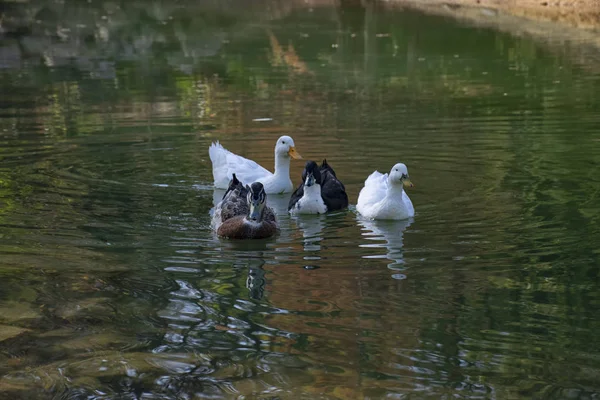 Patos Nadam Nas Lagoas Pássaros Animais Conceito Vida Selvagem — Fotografia de Stock