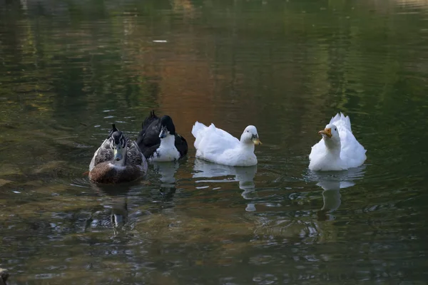 Patos Nadam Nas Lagoas Pássaros Animais Conceito Vida Selvagem — Fotografia de Stock