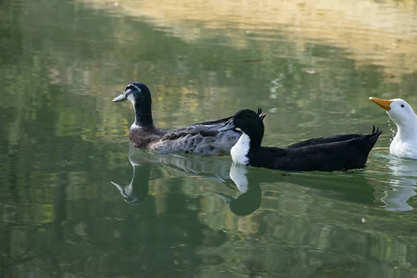 Die Enten Schwimmen Auf Den Teichen Vögel Und Tiere Wildtierkonzept — Stockfoto