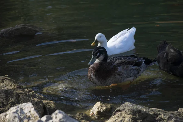 Patos Nadam Nas Lagoas Pássaros Animais Conceito Vida Selvagem — Fotografia de Stock