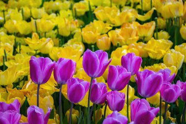 İstanbul 'da renkli laleler. Bahçedeki güzel renkli laleler