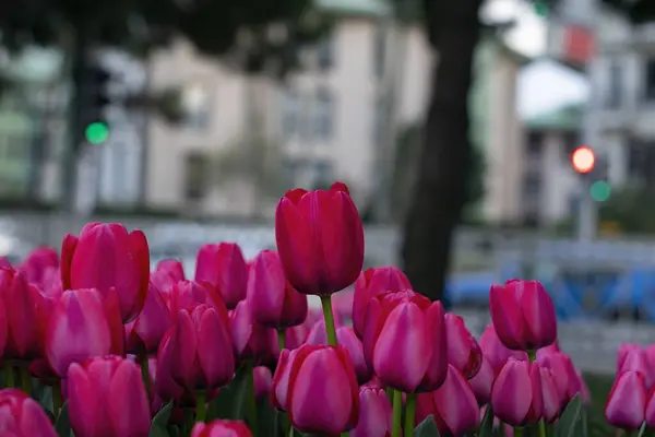 Schöne Rosa Tulpen Mit Bokeh Für Hintergrund — Stockfoto