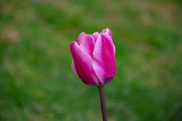 Hermosos Tulipanes Rosados Con Gotas Agua Para Fondo — Foto de Stock