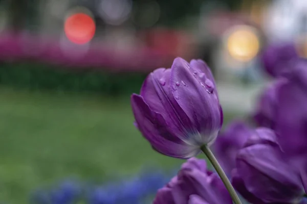 Arka planda su damlacıkları olan güzel mor laleler.