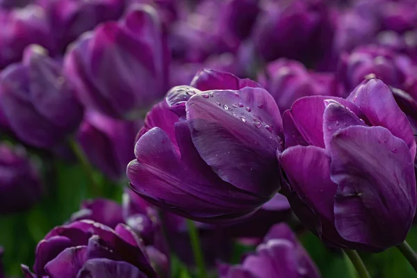 Belles Tulipes Pourpres Avec Des Gouttelettes Eau Pour Fond — Photo