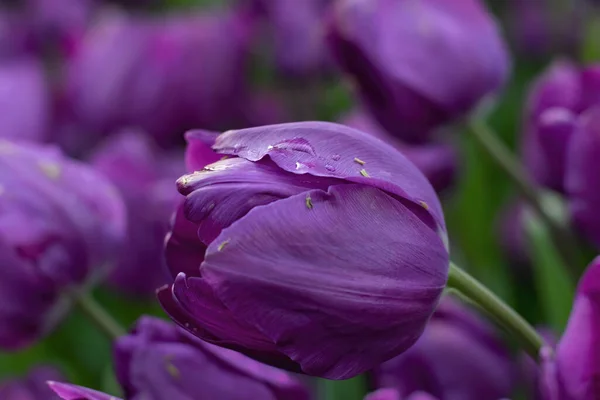 Tulipas Roxas Bonitas Com Gotas Água Para Fundo — Fotografia de Stock