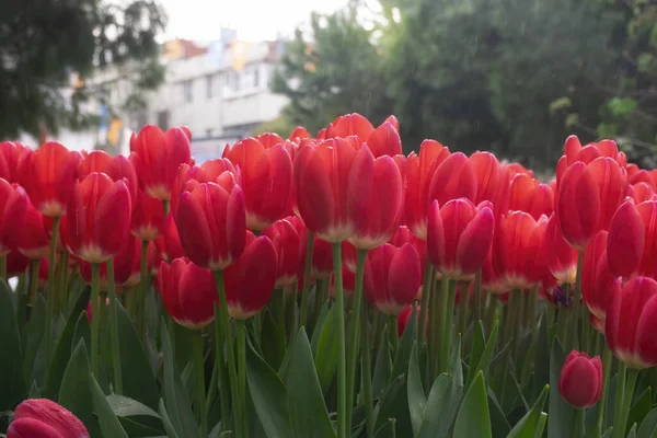 Arrangement Tulipes Rouges Sous Pluie Sur Fond Vert Été — Photo