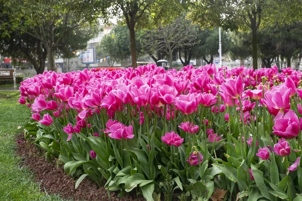 Rosa Tulpen Istanbul Schöne Rosa Tulpen Einem Garten — Stockfoto