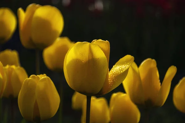 Hermosos Tulipanes Amarillos Con Gotas Agua Para Fondo — Foto de Stock