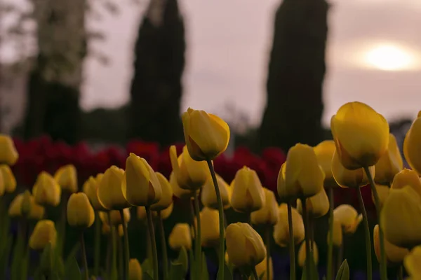İstanbul 'da sarı laleler. Bahçedeki güzel sarı laleler
