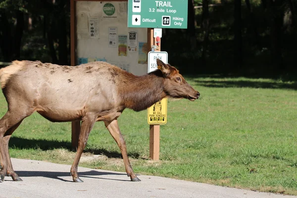 Одинокий Elk парк лося — стоковое фото