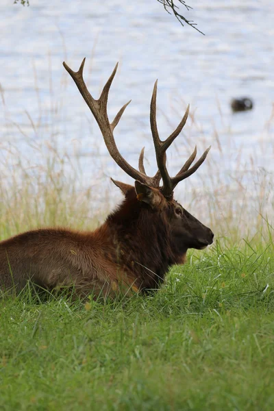 Osamělý losí Park Elk — Stock fotografie