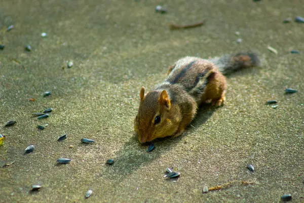 Streifenhörnchen im Hinterhof — Stockfoto