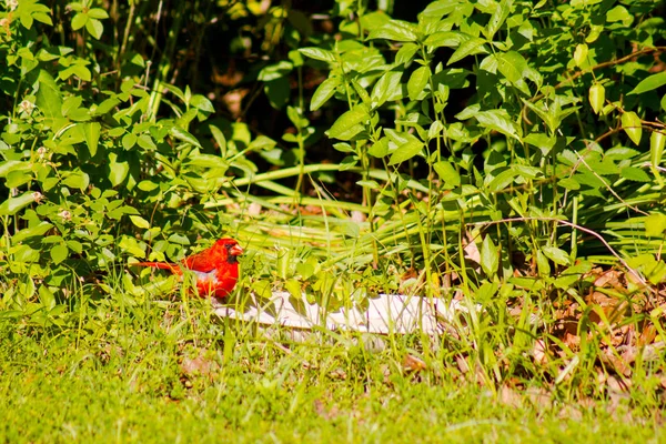 Северный кардинал на заднем дворе — стоковое фото