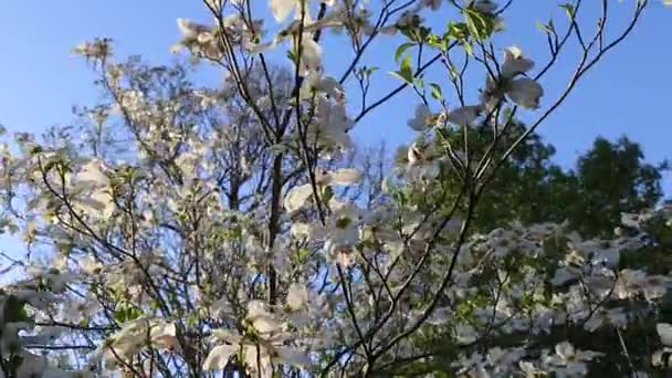 Cornouiller Fleurs Dans Vent — Video