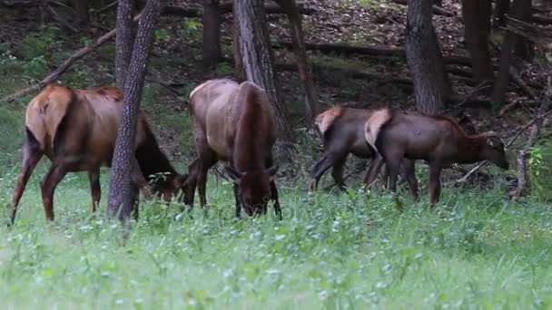 Lone Älgpark Älg — Stockvideo