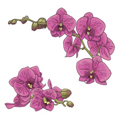 pembe orkide izole