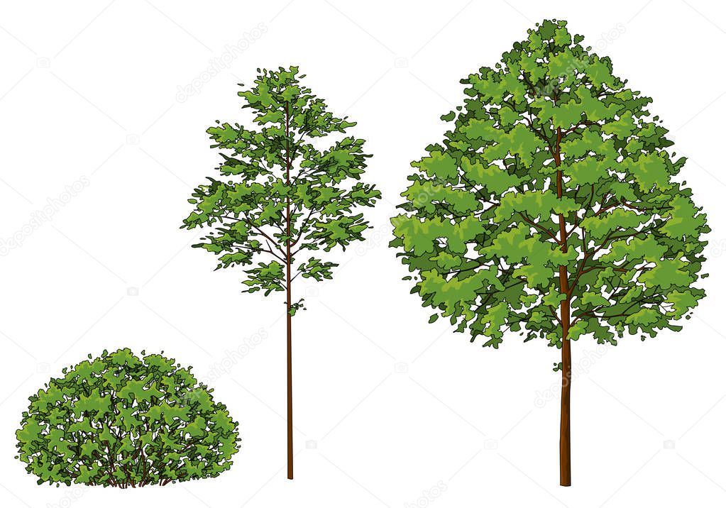 Cartoon trees and bush. A set of images.