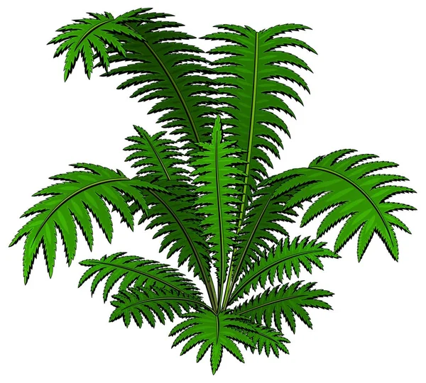 Dłoni Tropikalnych Roślin Ziół Wektor — Wektor stockowy