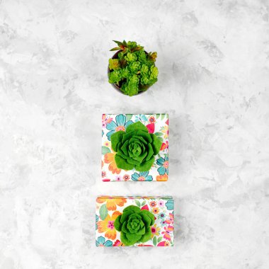 Güzel hediyeler ile yeşil succulents dekore edilmiştir. Bahar arka plan