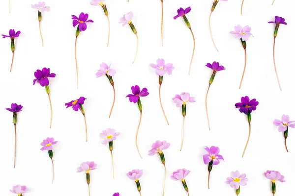 Padrão feito de flores — Fotografia de Stock