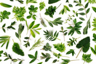 taze yeşil farklı yaprakları 