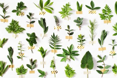 taze yeşil farklı yaprakları 