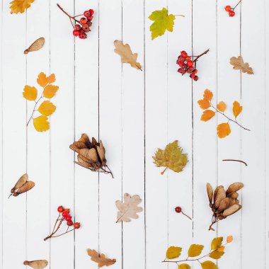 Turuncu yaprak ve meyveleri