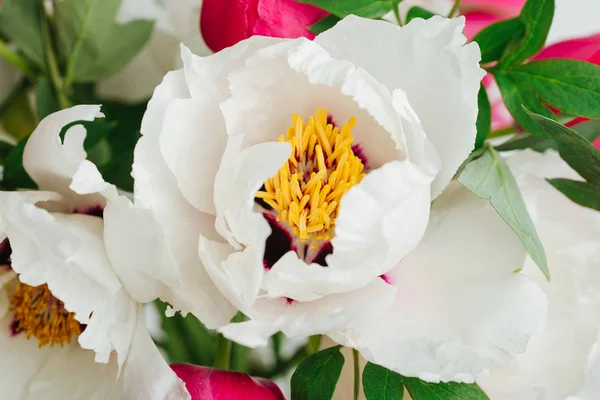 beyaz çiçek çiçekler