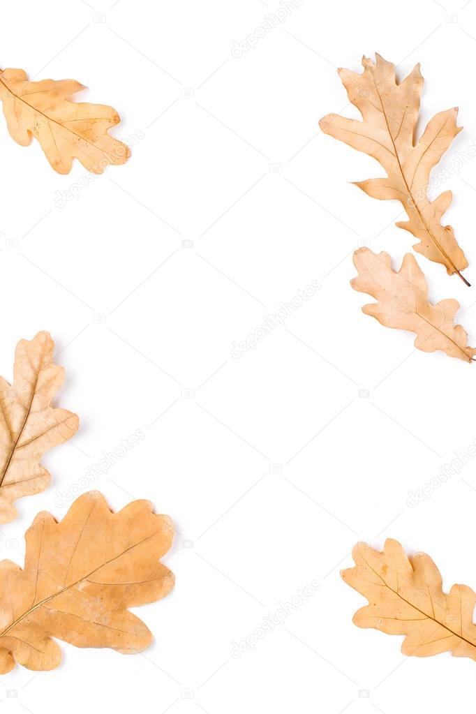 Autumn orange leaves