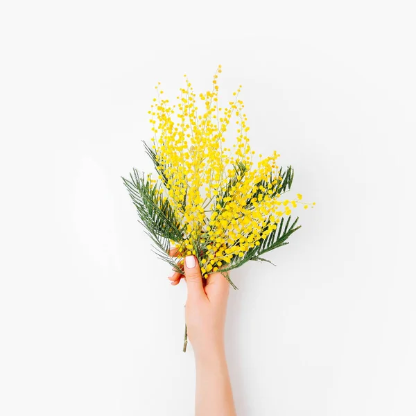 Gula Mimosa Blommor Kvinnlig Hand Vit Bakgrund — Stockfoto