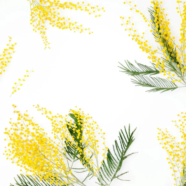 Amarelo Mimosa Flores Fundo Branco Com Espaço Cópia — Fotografia de Stock