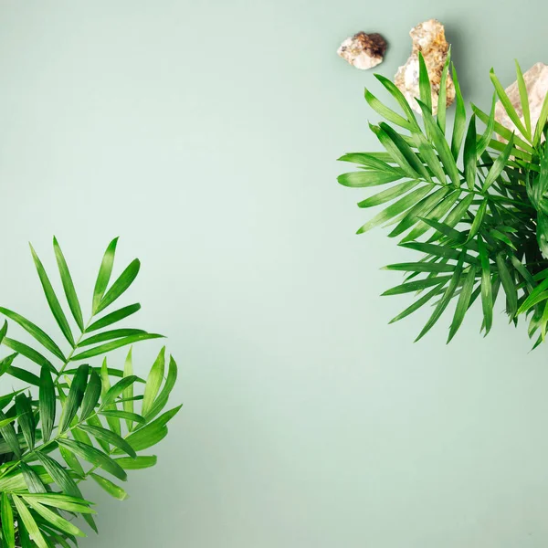 Folhas Verdes Fundo Verde Pálido Com Espaço Cópia — Fotografia de Stock