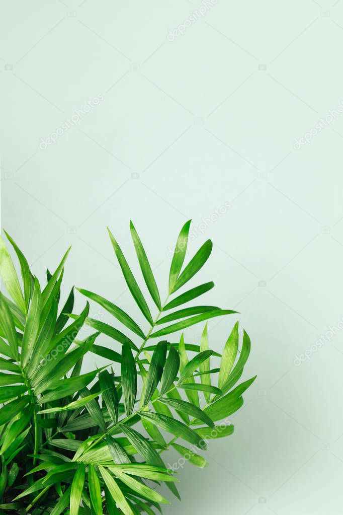 green leaves on pale green background with copy space