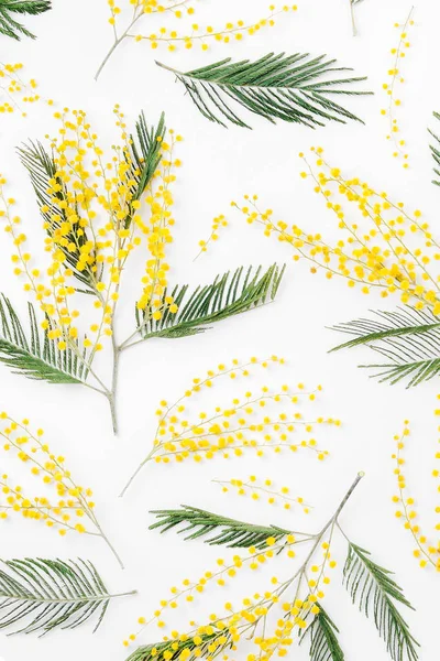 Mimosa Bloemen Witte Achtergrond Plat Lag Top Uitzicht Lente Concept — Stockfoto