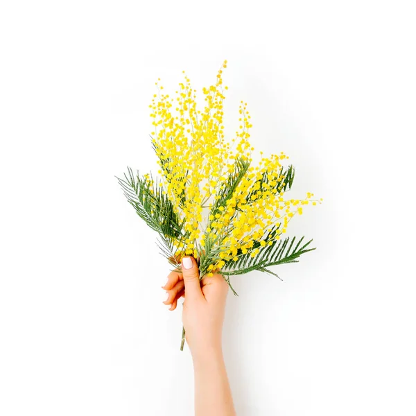 Grenar Mimosa Blommor Kvinnans Hand Vit — Stockfoto