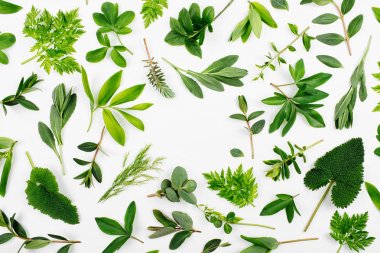 Yeşil yaprakları çerçeve tarz. Çeşitli orman çim ve beyaz bir arka plan yapraklarda.