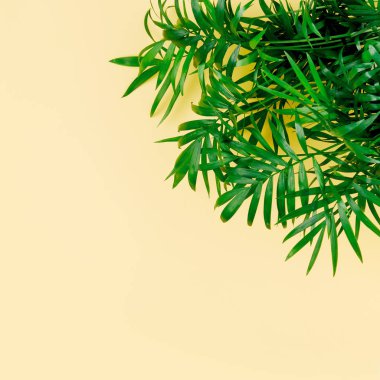 Tropikal yaprak sarı zemin üzerine. Üstten Görünüm, düz yatıyordu.