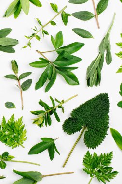 Yeşil yaprakları çerçeve tarz. Çeşitli orman çim ve beyaz bir arka plan yapraklarda.