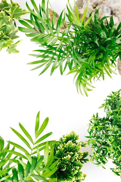 Tropical Leaves Plants White Background Space Text Top View Flat — Stock Photo, Image