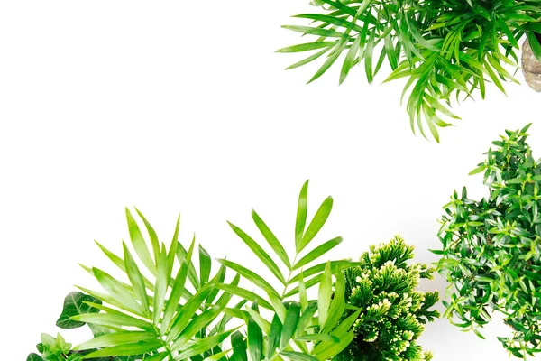 Folhas Plantas Tropicais Sobre Fundo Branco Com Espaço Para Texto — Fotografia de Stock