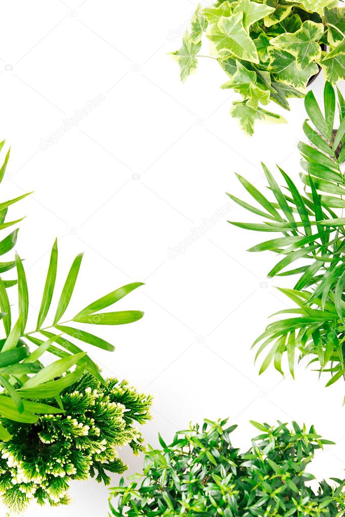 Tropical leaves and plants on white background with space for text. Top view, flat lay.