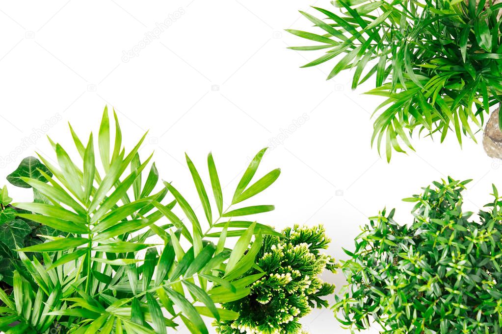Tropical leaves and plants on white background with space for text. Top view, flat lay.