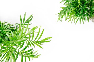 Tropikal yaprakları ve beyaz arka plan üzerinde izole bitkiler.