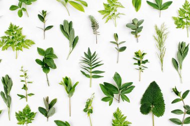 Beyaz arka plan üzerinde izole desen sorunsuz tarz yeşil yaprakları