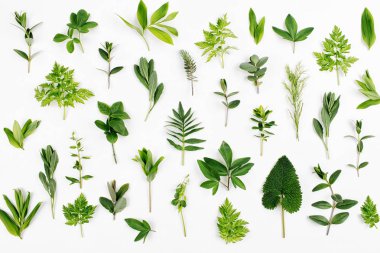 Beyaz arka plan üzerinde izole desen sorunsuz tarz yeşil yaprakları