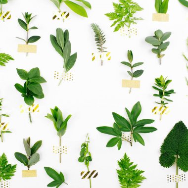 Çeşitli orman çim ve beyaz arka plan yapraklarda.