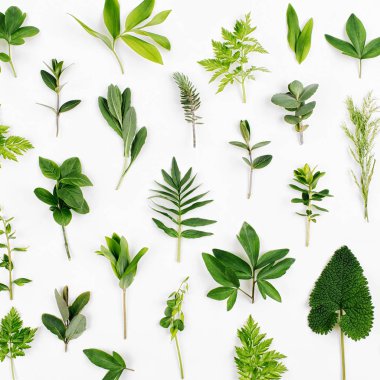 Beyaz arka plan üzerinde izole desen sorunsuz tarz yeşil yaprakları