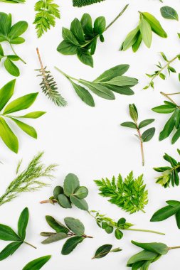 Çeşitli orman çim ve beyaz arka plan yapraklarda.