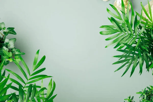 Folhas Plantas Tropicais Fundo Verde Pastel Com Espaço Para Texto — Fotografia de Stock